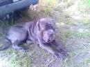 neopolitan mastiff