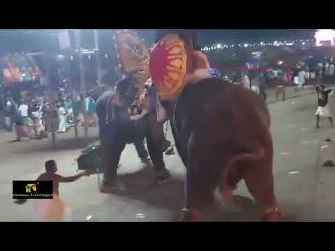 Слоны разодрались и травмировали людей на фестивале в Индии