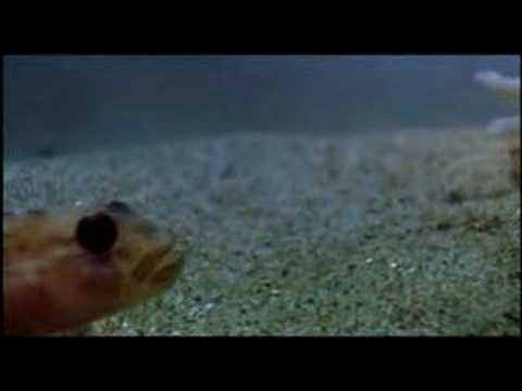 Cnidaria-nematocistos
