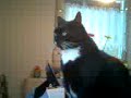 This cat doesnt like bananas