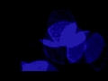 Atjazz & Jullian Gomes - Overshadowed - Official Music Video