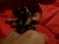 Sugar Glider Babies
