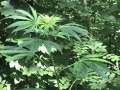 White Widow 3/2007 cannabis Marijuana marihuana Hanf White Widow 3/2007 cannabis Marijuana marihuana Hanf