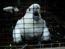 Cacatua chifla