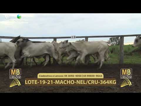 543� LEIL�O VIRTUAL MB LEIL�ES