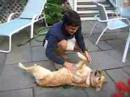 Dogbook Movie: Tummy Rubs