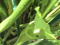 Sarracenia alata takes out two ants Sarracenia alata takes out two ants