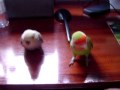 Día 2: Pitu y Pícara. Poco a Poco!!