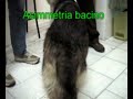 NEUROLOGIA VETERINARIA  wwwalessandroprota.blogspot.com