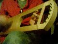 Germanic Lyre Germanic Lyre