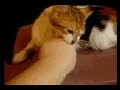 Angry cat bites hand Angry cat bites hand