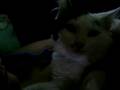 videos de my kitty!