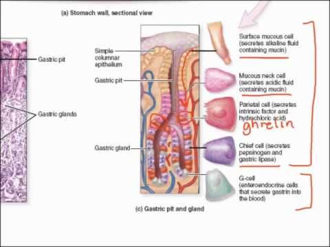 how to apply betazol g
