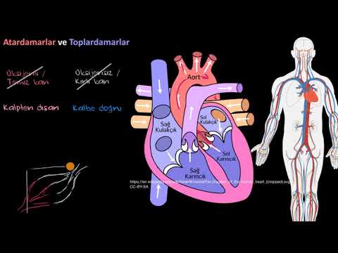 Khan Academy - Atardamarlar ve Toplardamarlar – Farkı nedir? (Biyoloji) (Sağlık ve Tıp) - 2018.09.28