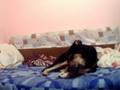 videos de my dog