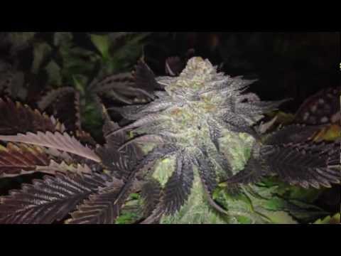 how to grow purple og