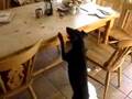 Manchester Terrier video