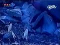 Trail of Penguins Trail of Penguins