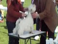 westie cac craiova