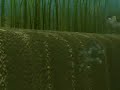 Bass Fishing Tip and Techniques- Bait fish/ Post spawn bass