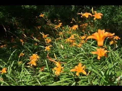 how to replant tiger lilies