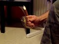 Hilarious chipmunk named Hammy Hilarious chipmunk named Hammy