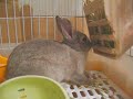 struggling rabbit