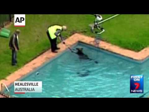 Raw: Kangaroo Rescued From Swimming Pool