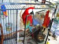 Bird Escape Bird Escape
