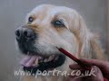 Speed Painting - Dog in Pastels - Golden Retriever