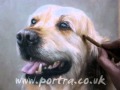 Speed Painting - Dog in Pastels - Golden Retriever