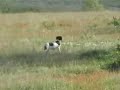 Epagneul breton puppy hunting