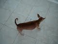 re-how-to-annoy-your-cat-the-nice-way.html