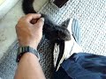 squirrelly