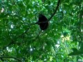 Howler Monkey