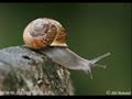 Turtles vs snails totally un bias Turtles vs snails totally un bias