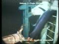 Marlin Trapped in Drilling Rig's BOP Rescued by Submarine