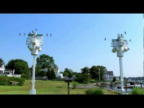 how to attract purple martins in ny