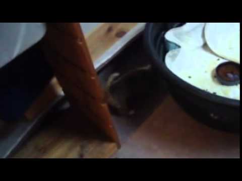 Cute video of a female Corgi puppy playing