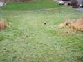 videos de Aalbulls Caliph Workout 6