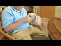 The Dogs Fight For The Toy