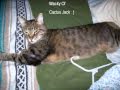 Cat Gets Swine Flu . Iowa. H1N1 Confirmed. See more info.