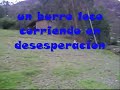 burro loco.wmv