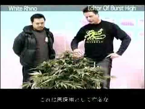 Green House Seed Co White Rhino Grow ...