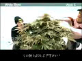 Green House Seed Co White Rhino Grow with Japanese Subtitles Green House Seed Co White Rhino Grow with Japanese Subtitles