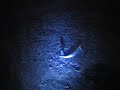 Grunion Run 2007 - Cabrillo Beach, CA