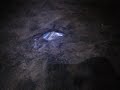 Grunion Run 2007 - Cabrillo Beach, CA