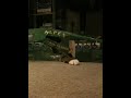Meine Katze feiert Weihnachten