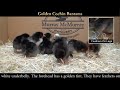 Video: Golden Laced Cochin Baby Chicks