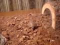 videos de Box Turtle